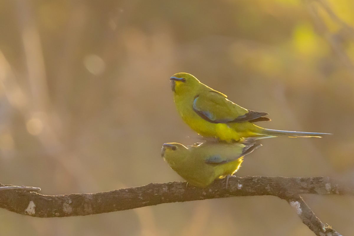 Elegant Parrot - ML642760950