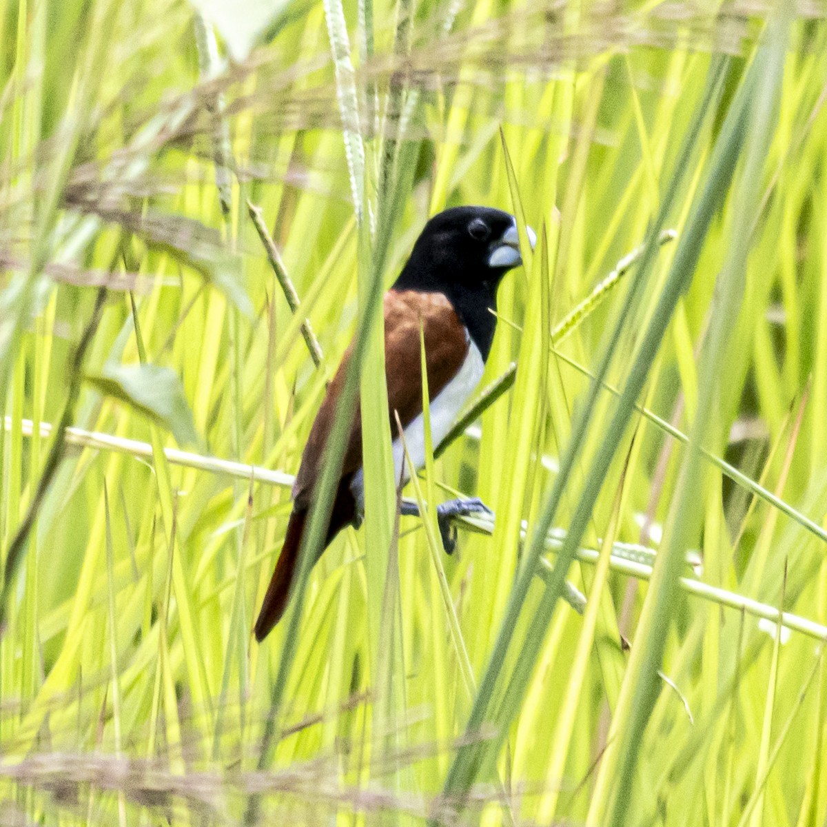 Tricolored Munia - ML642760954