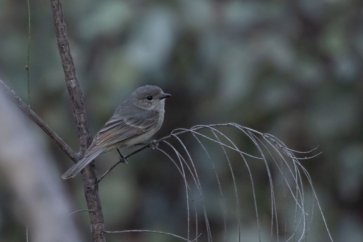 Golden Whistler (Western) - ML642760971