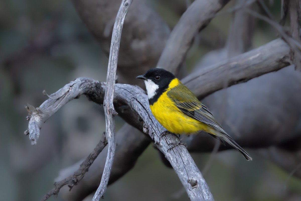 Golden Whistler (Western) - ML642760972