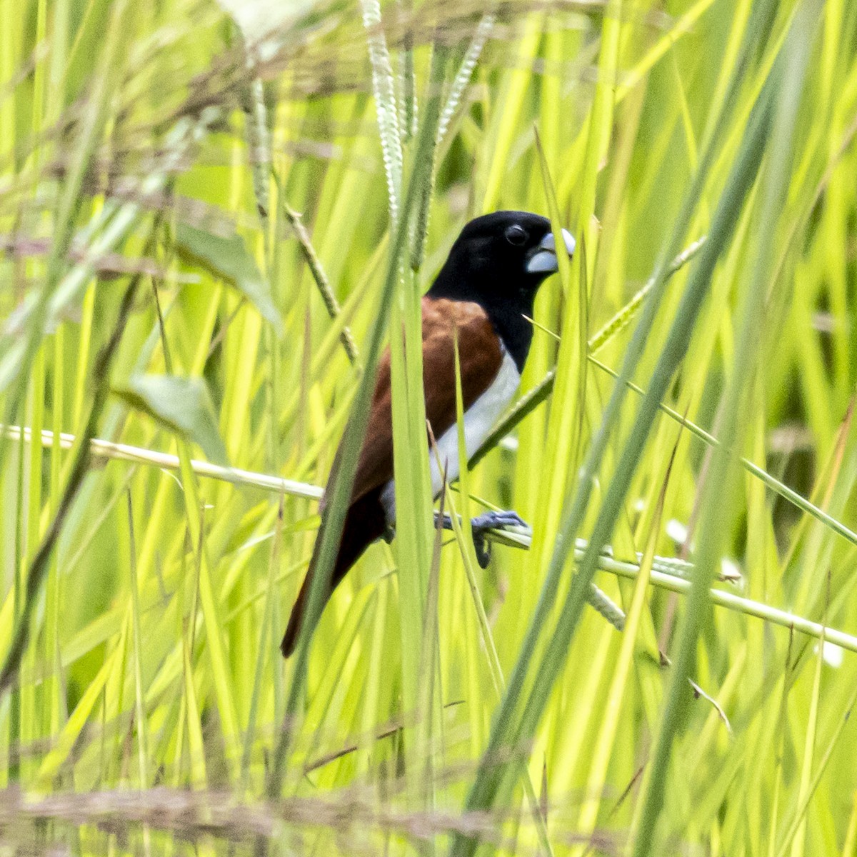 Tricolored Munia - ML642760979