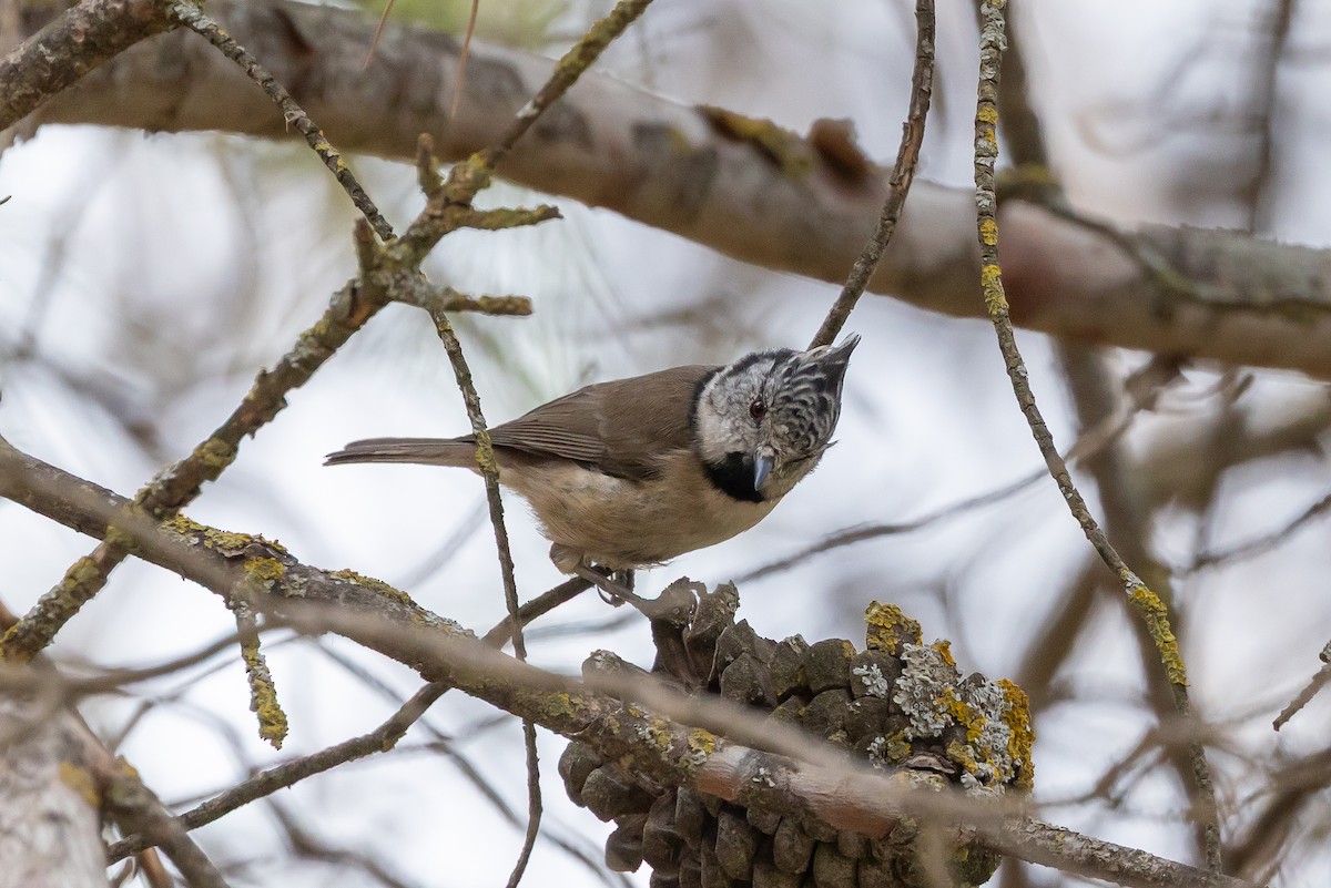 Crested Tit - ML642760993