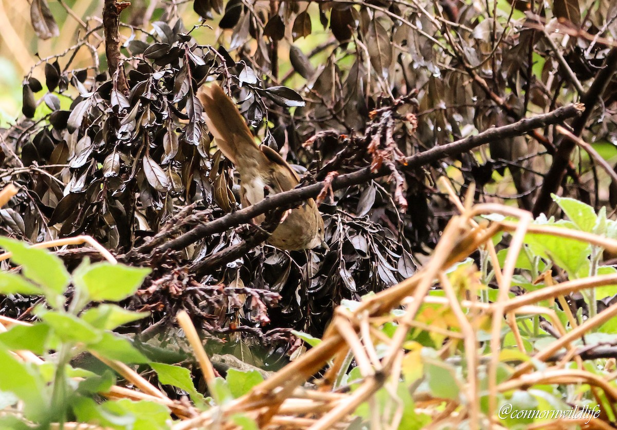 Barratt's Warbler - ML642760998