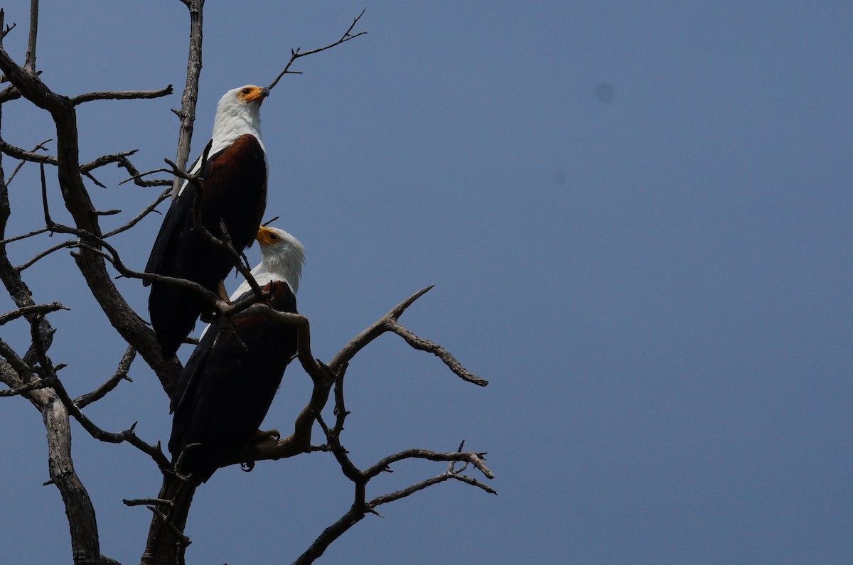 African Fish-Eagle - ML642761003