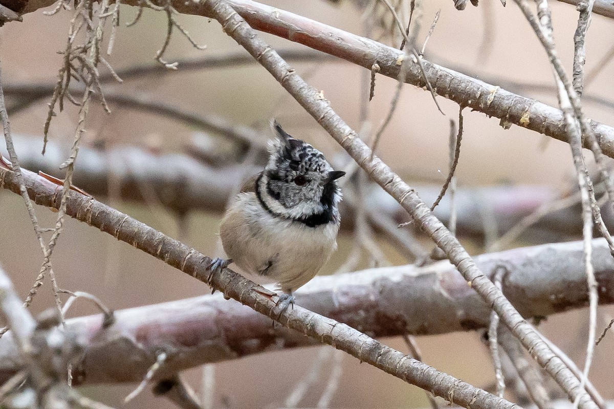 Crested Tit - ML642761011