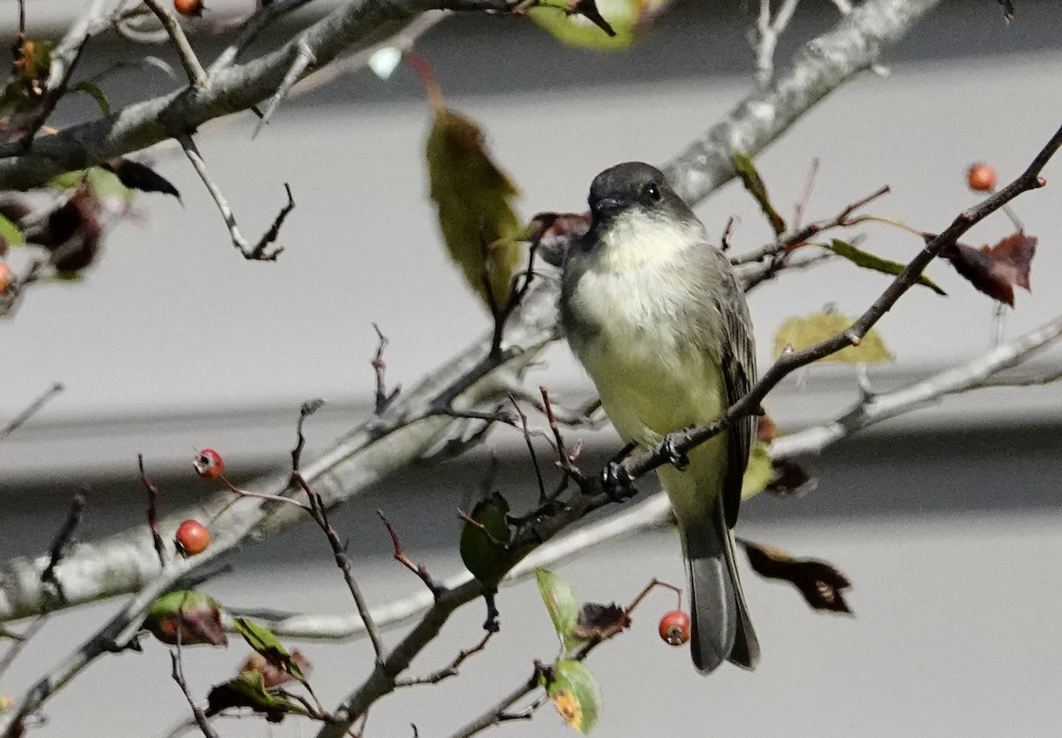 Eastern Phoebe - ML642761036