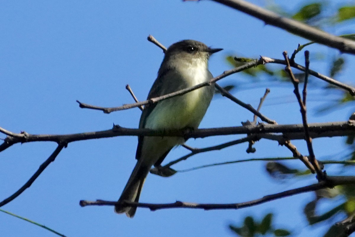 Eastern Phoebe - ML642761038