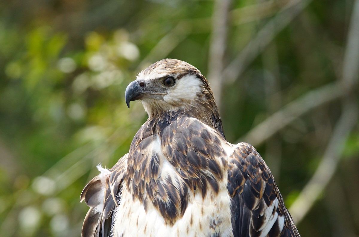 African Fish-Eagle - ML642761044