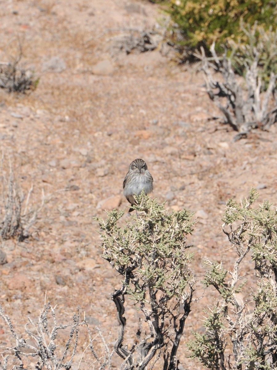 Ash-breasted Sierra Finch - ML642761050