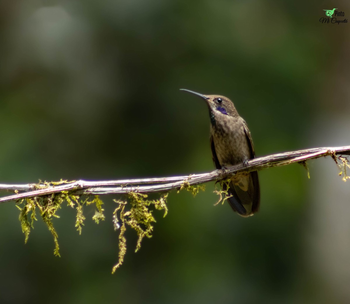 Brown Violetear - ML642761052