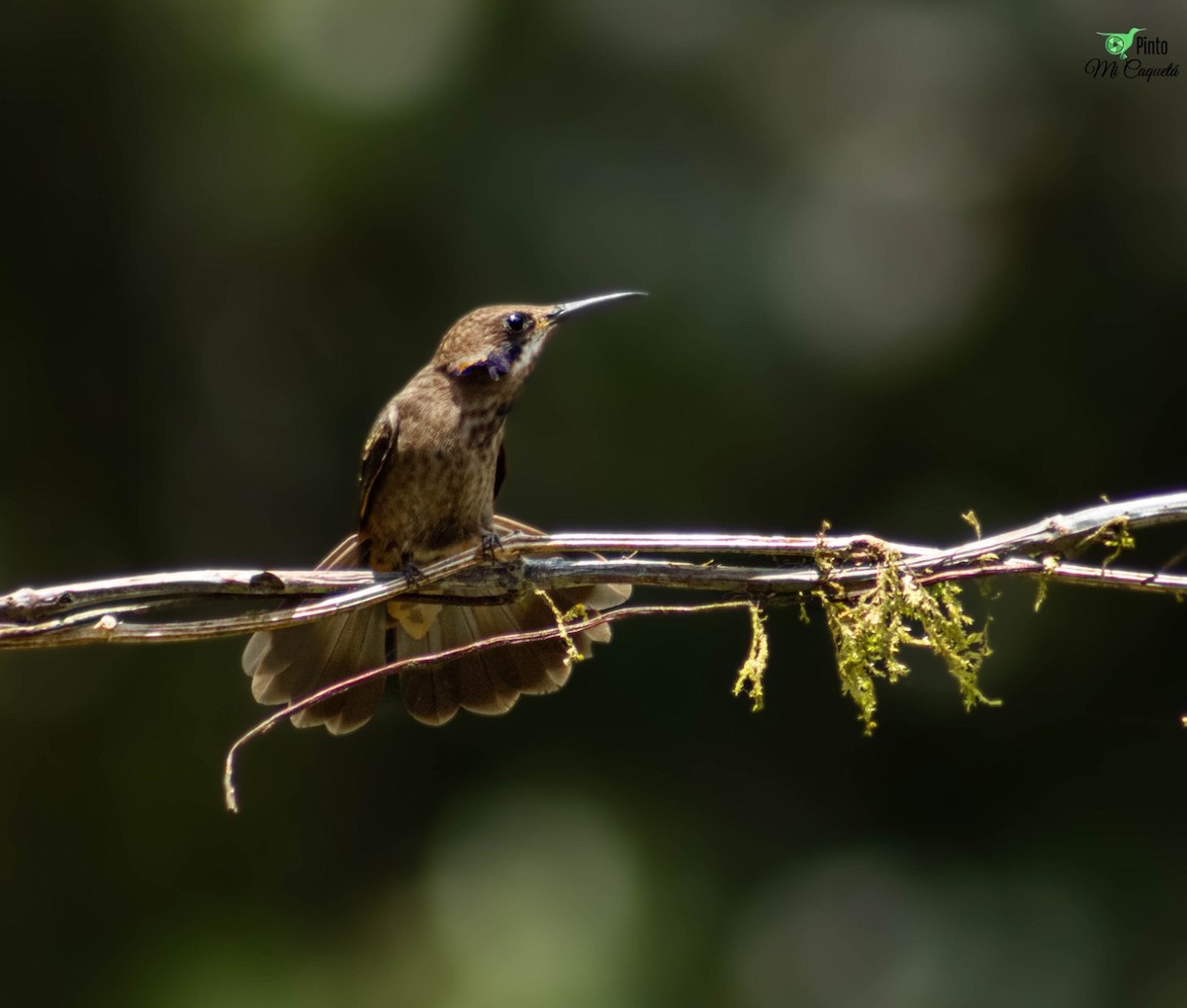 Brown Violetear - ML642761053