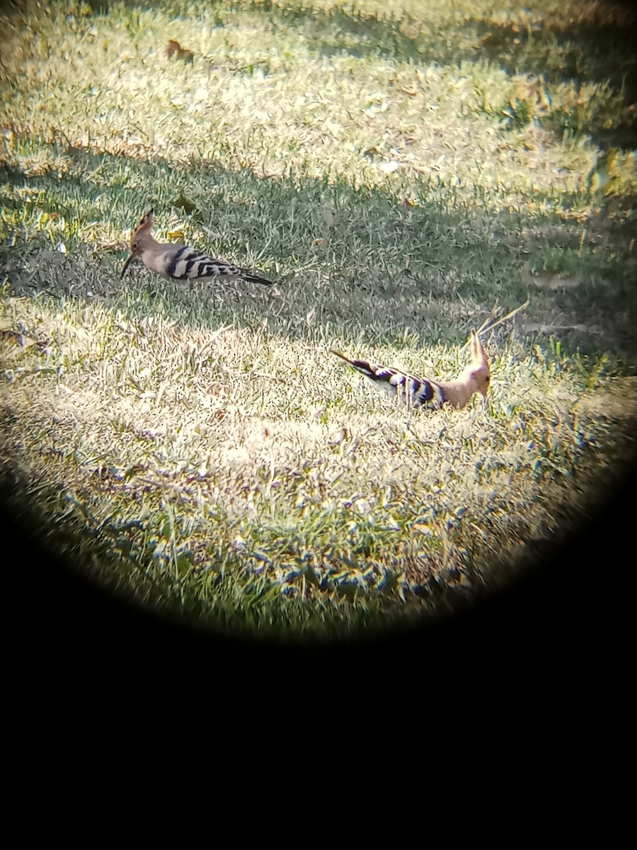 Eurasian Hoopoe - ML642761057
