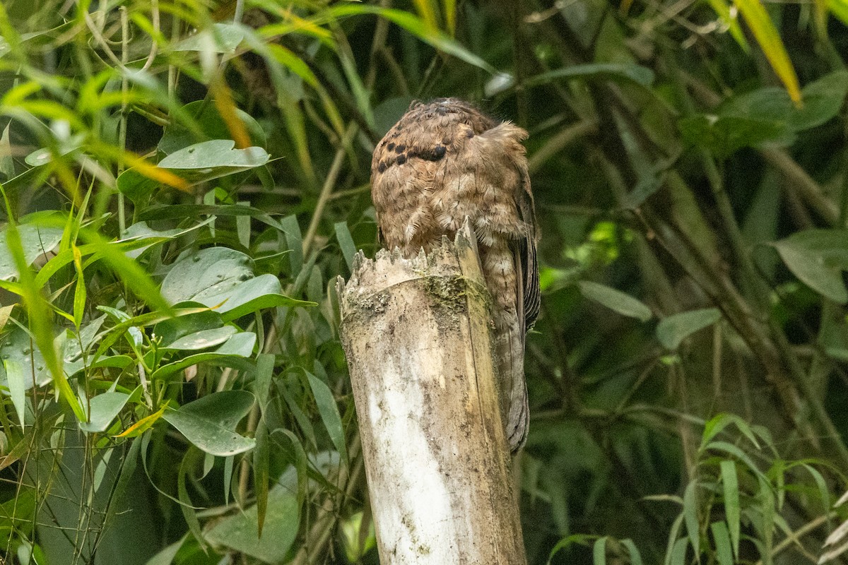 Common Potoo - ML642761067