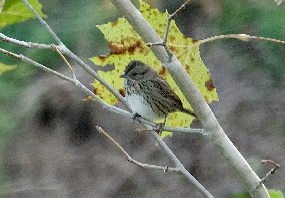Lincoln's Sparrow - ML642761081