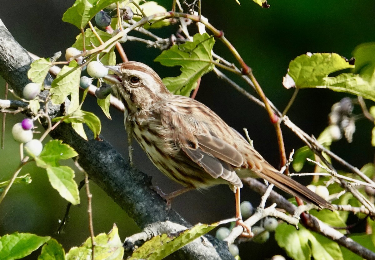 Song Sparrow - ML642761090