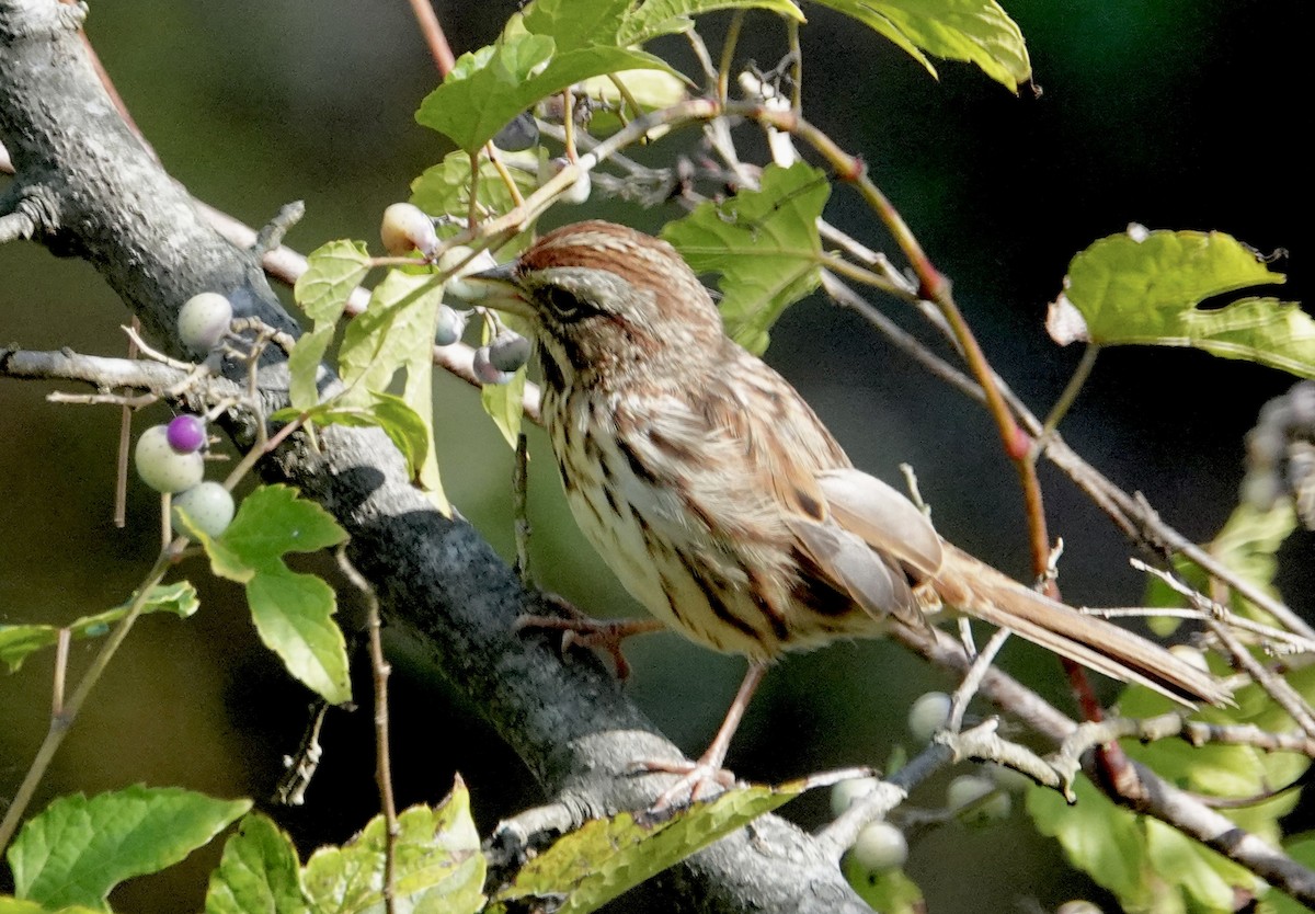 Song Sparrow - ML642761091