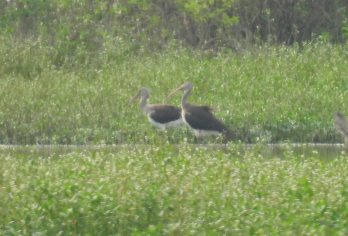 White Ibis - ML642761107