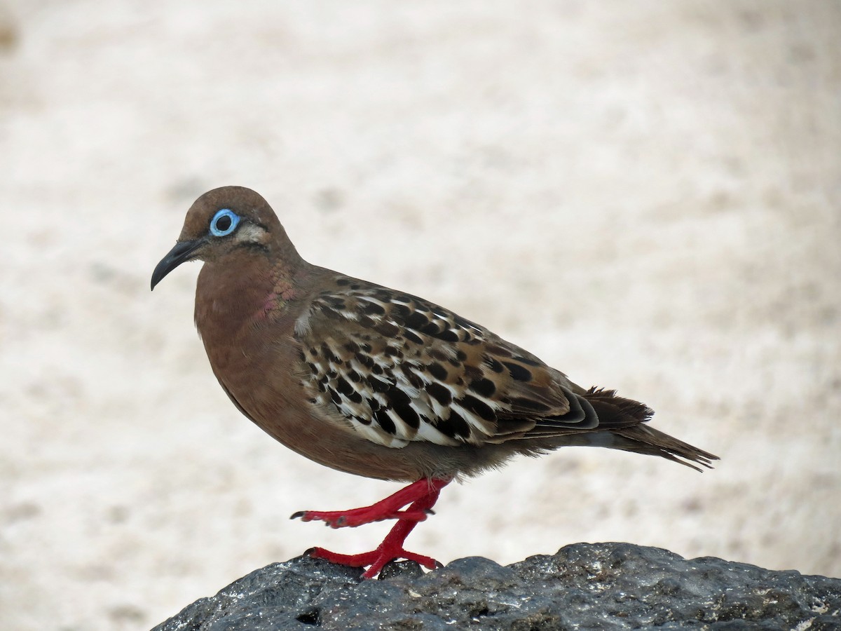 Galapagos Dove - ML642761119