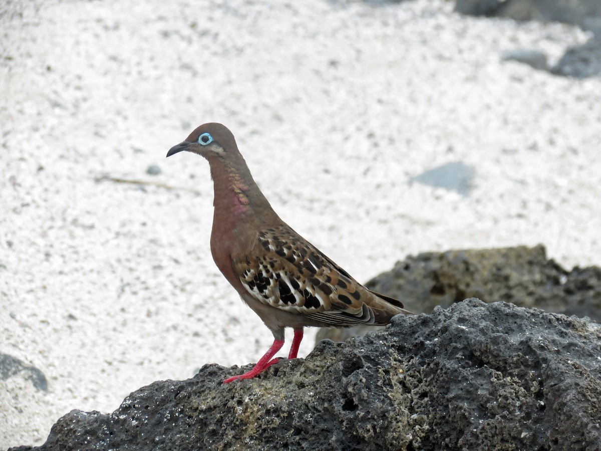 Galapagos Dove - ML642761120