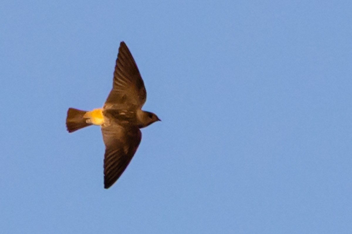 vlaštovka pestrá - ML642761127