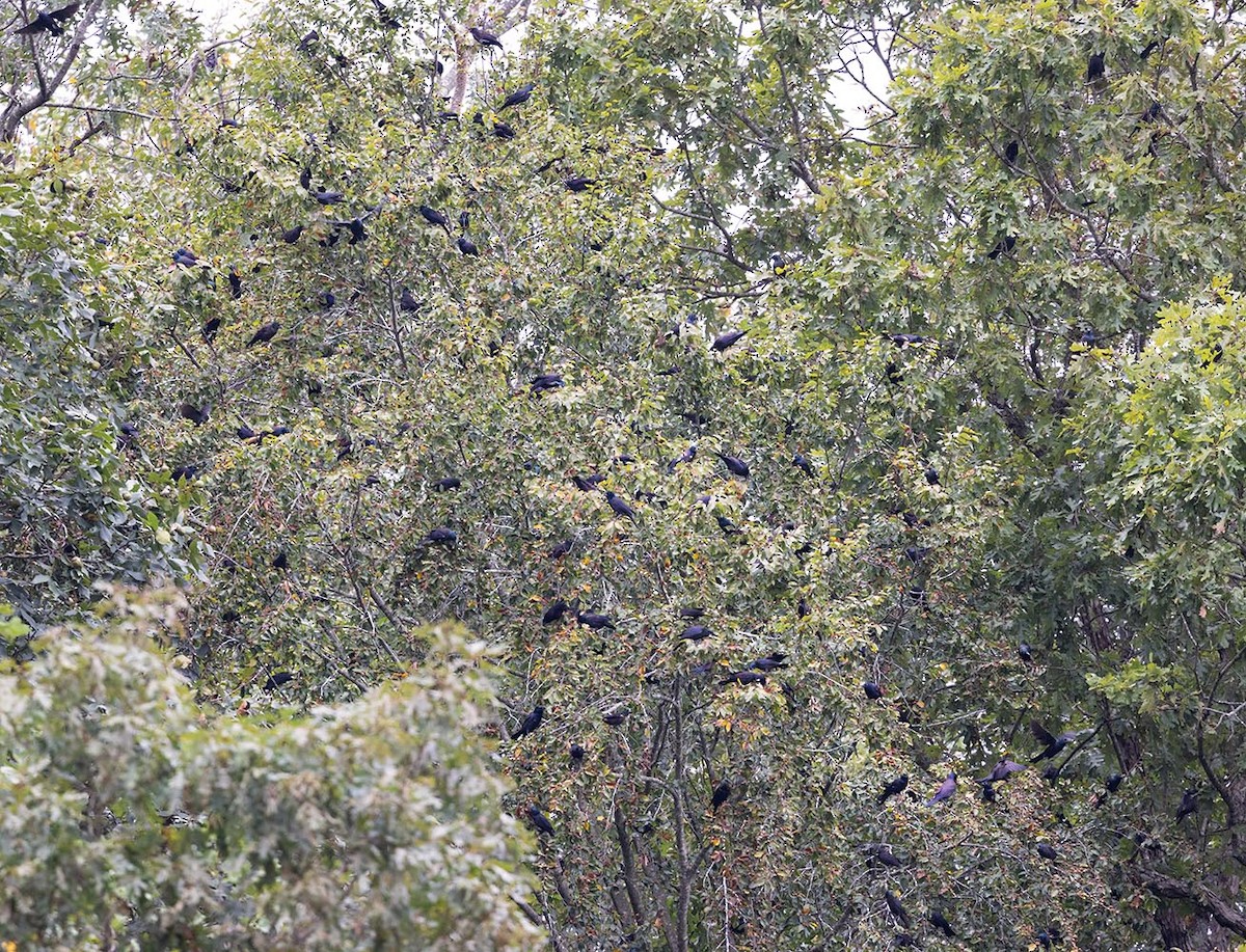 Common Grackle - ML642761131