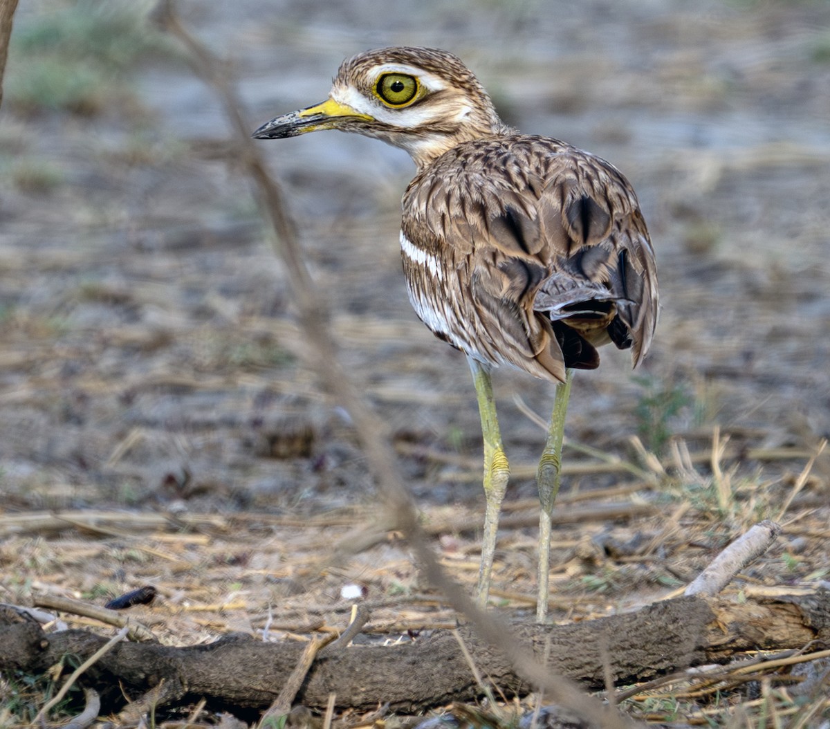 Indian Thick-knee - ML642761132