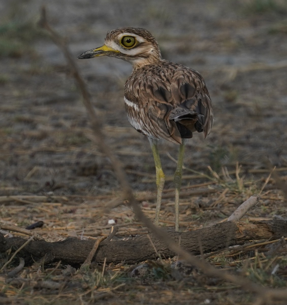 Indian Thick-knee - ML642761137