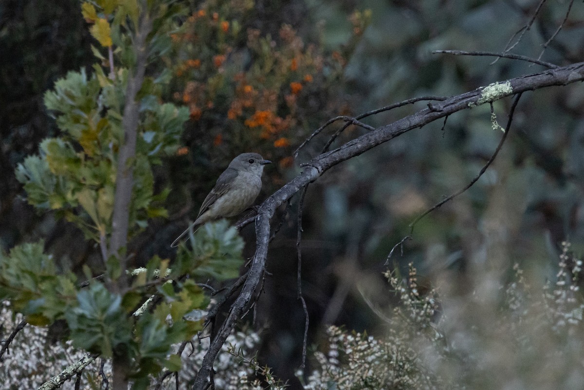 Golden Whistler (Western) - ML642761139