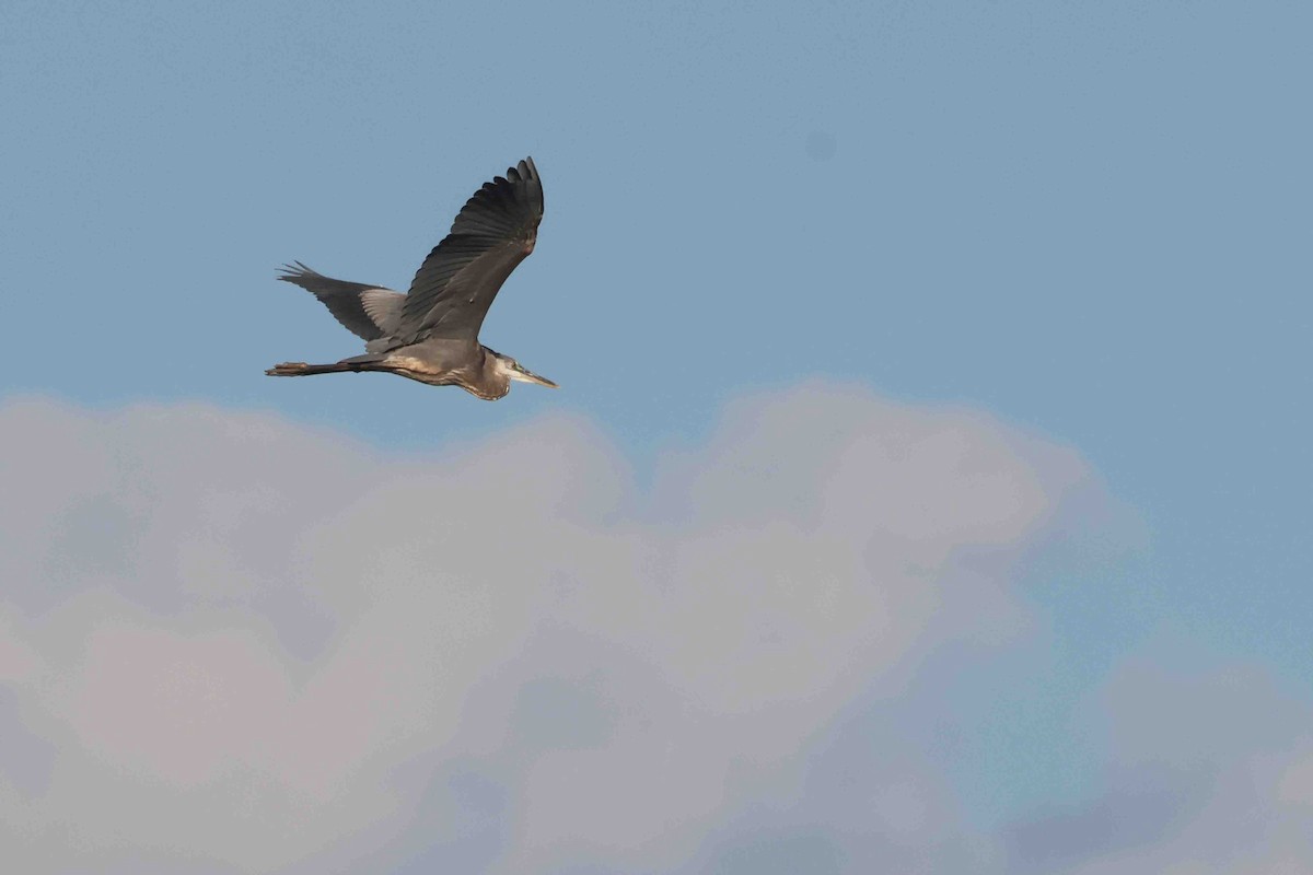 Great Blue Heron (Great Blue) - ML642761144