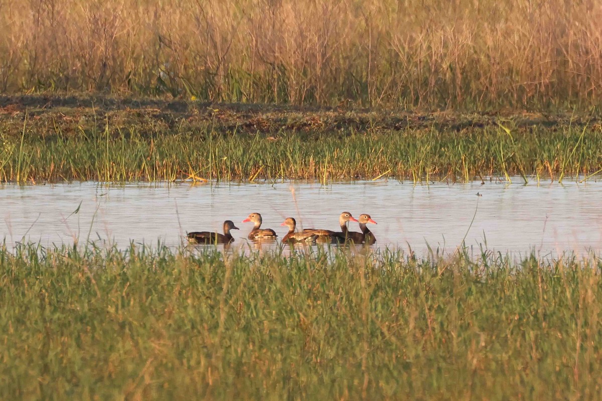 Black-bellied Whistling-Duck - ML642761159