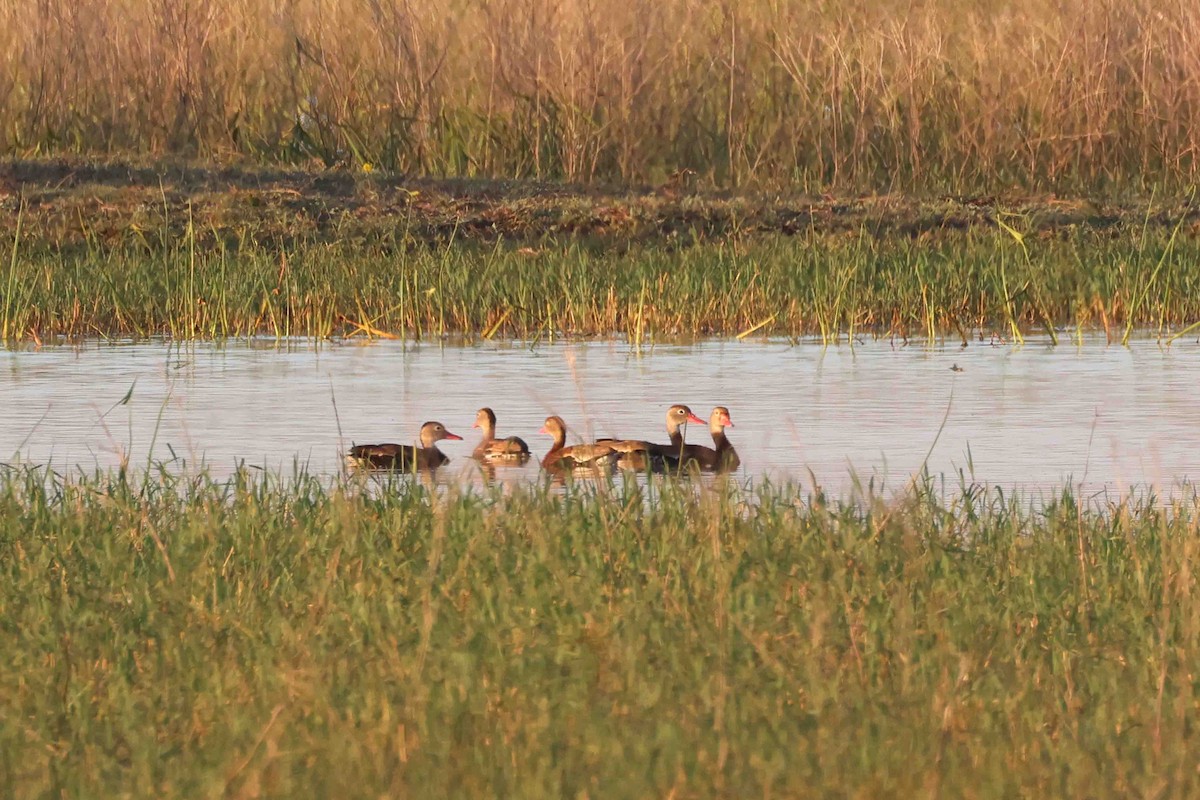 Black-bellied Whistling-Duck - ML642761160