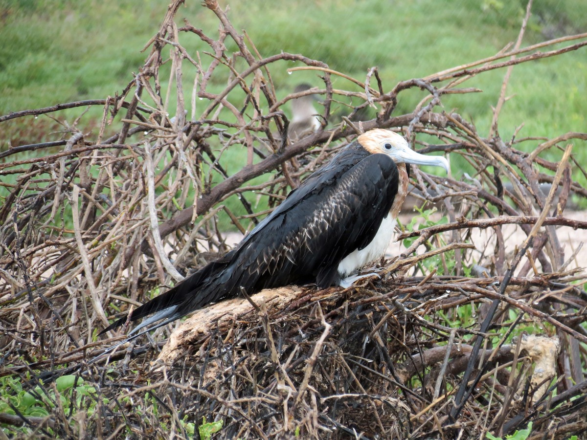 Great Frigatebird - ML642761161