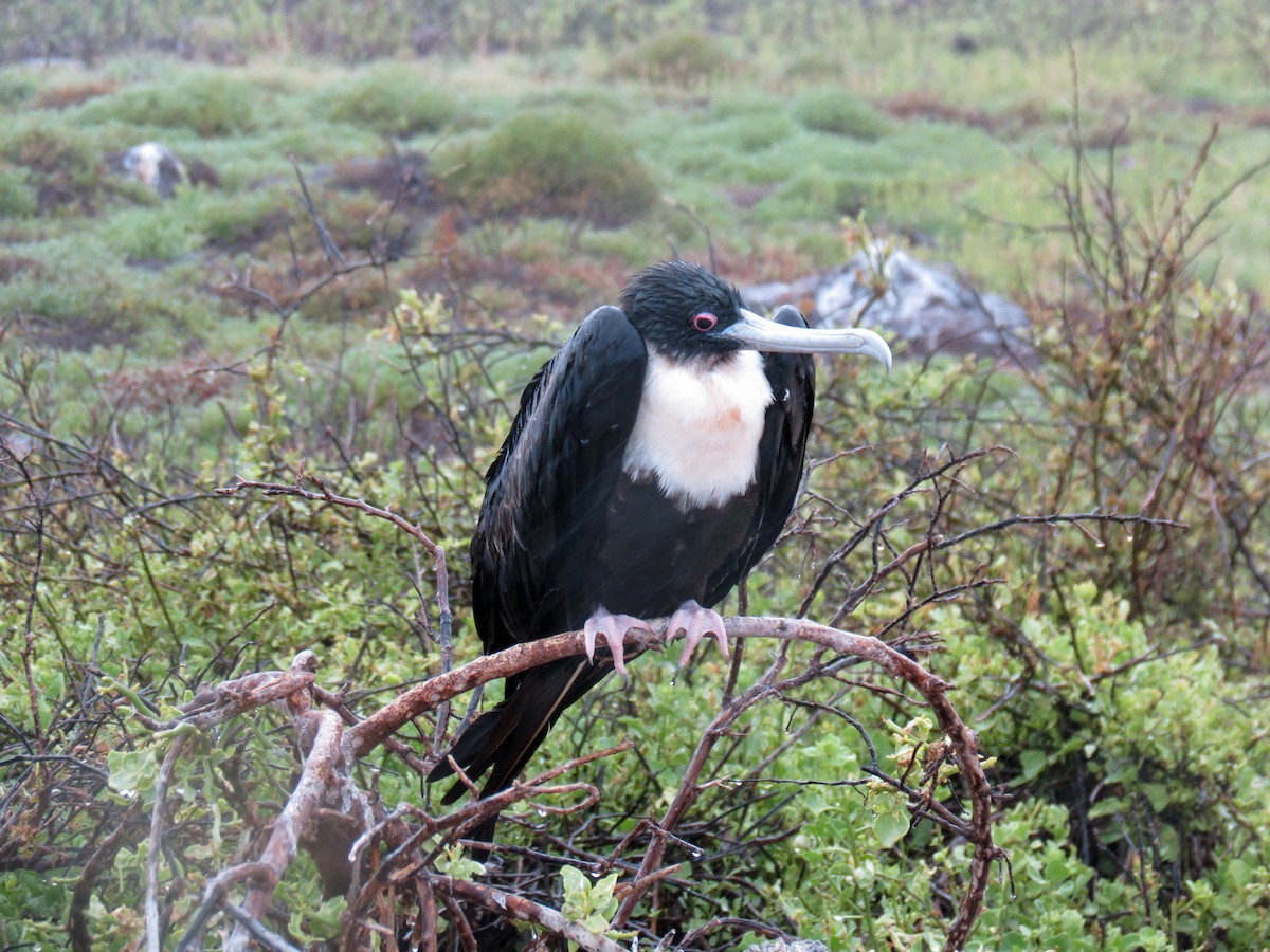 Great Frigatebird - ML642761162
