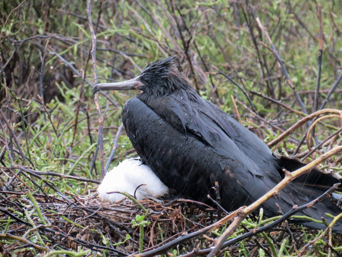 Great Frigatebird - ML642761163