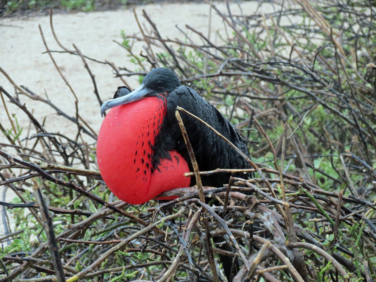 Great Frigatebird - ML642761164