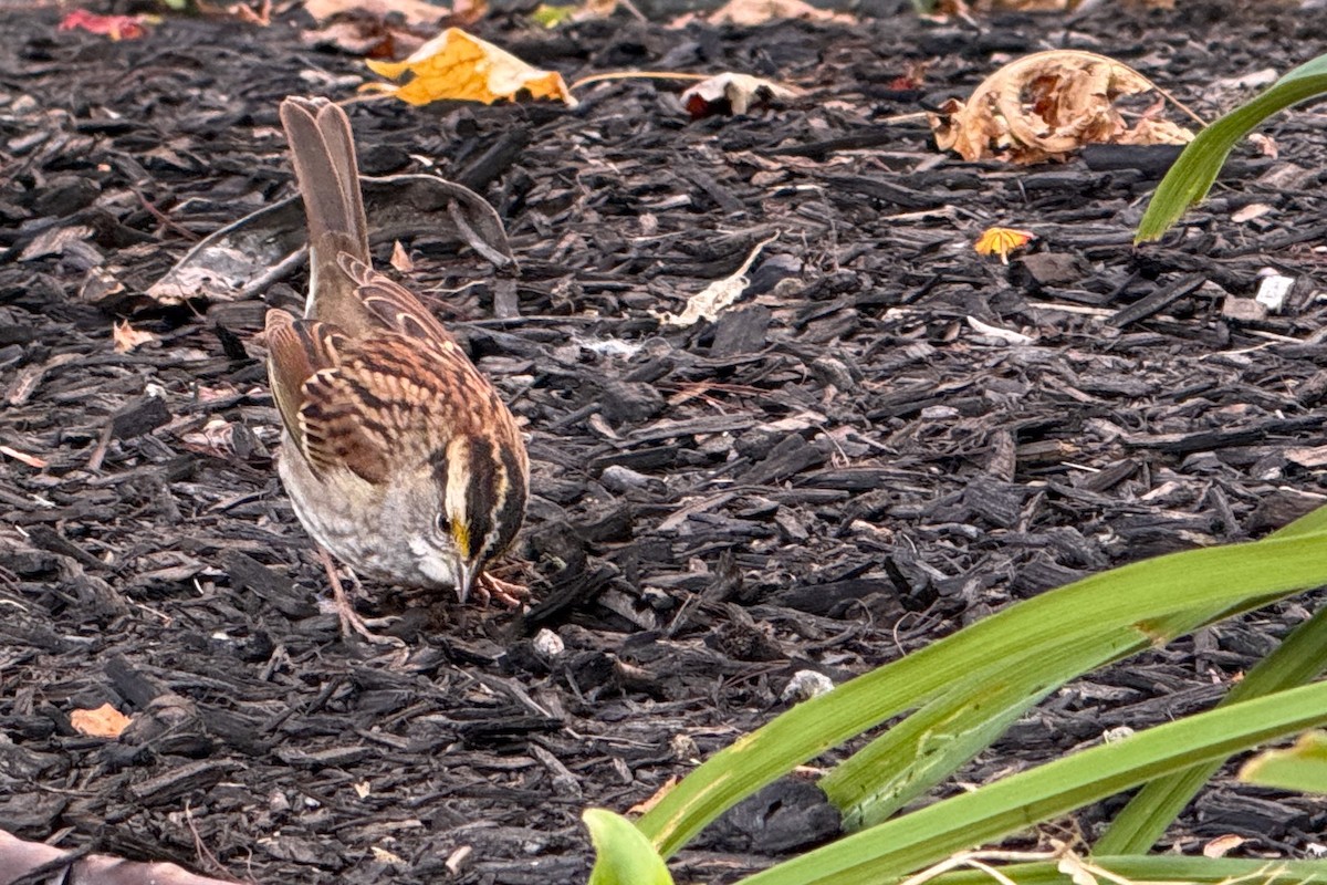 White-throated Sparrow - ML642761172