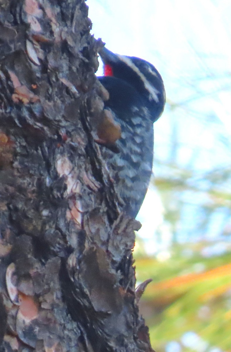 Williamson's Sapsucker - ML642761174