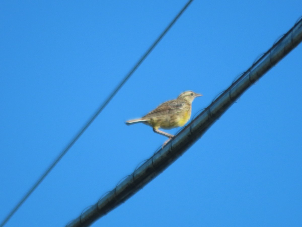 Eastern Meadowlark - ML642761183