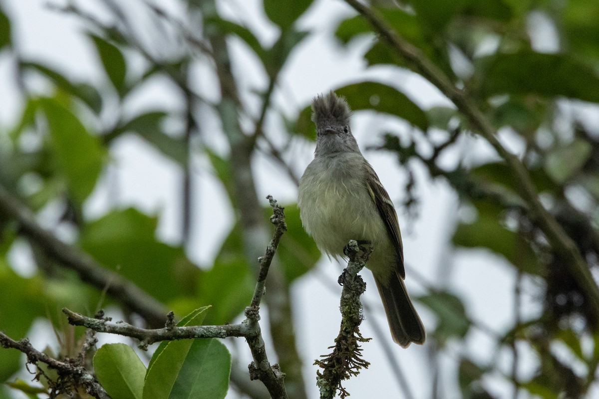 Yellow-bellied Elaenia - ML642761186