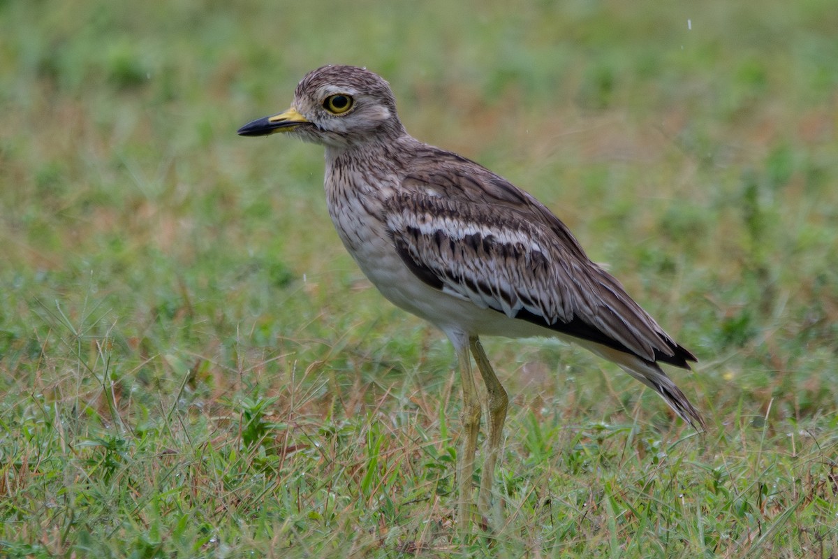 Indian Thick-knee - ML642761187