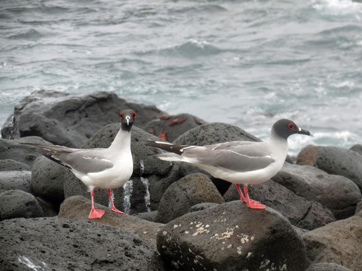 Swallow-tailed Gull - ML642761195