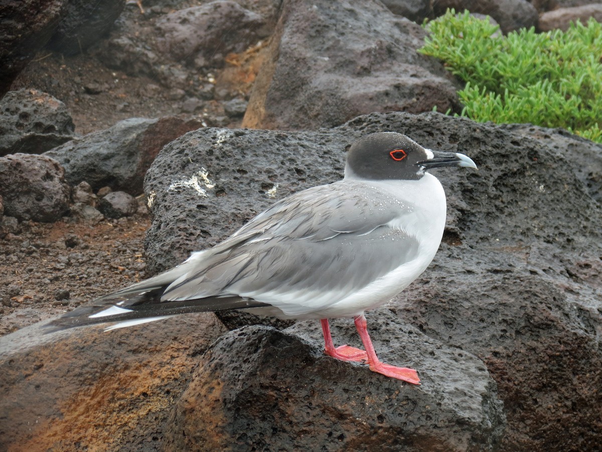 Swallow-tailed Gull - ML642761196