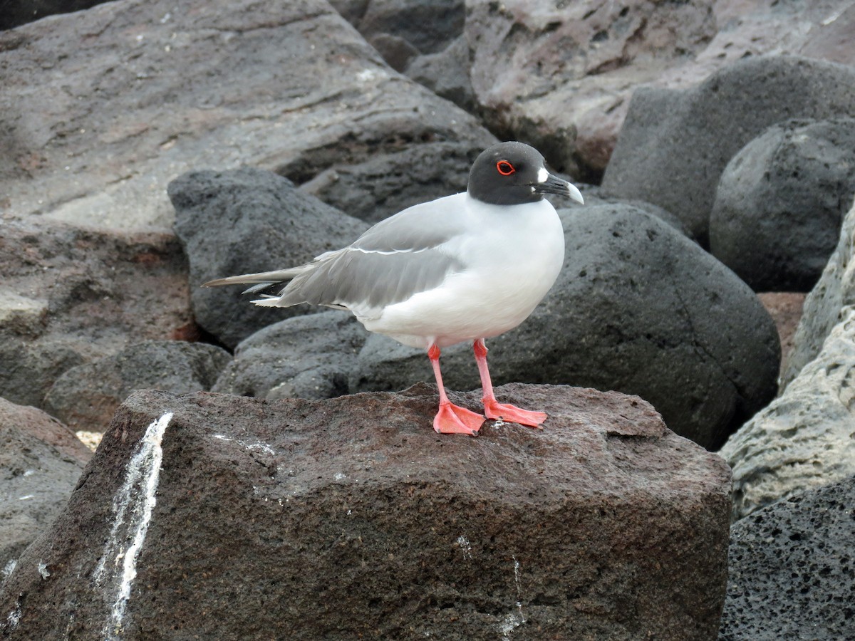 Swallow-tailed Gull - ML642761197