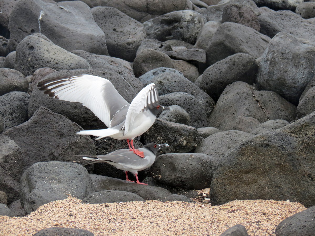 Swallow-tailed Gull - ML642761198