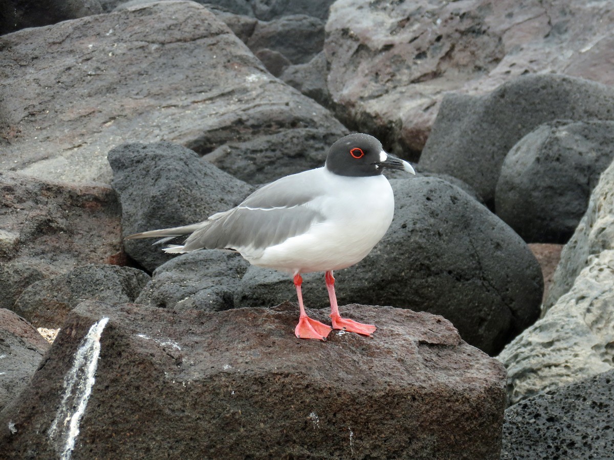Swallow-tailed Gull - ML642761199