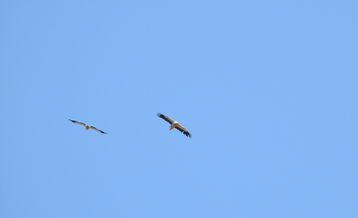 Egyptian Vulture - ML642761212