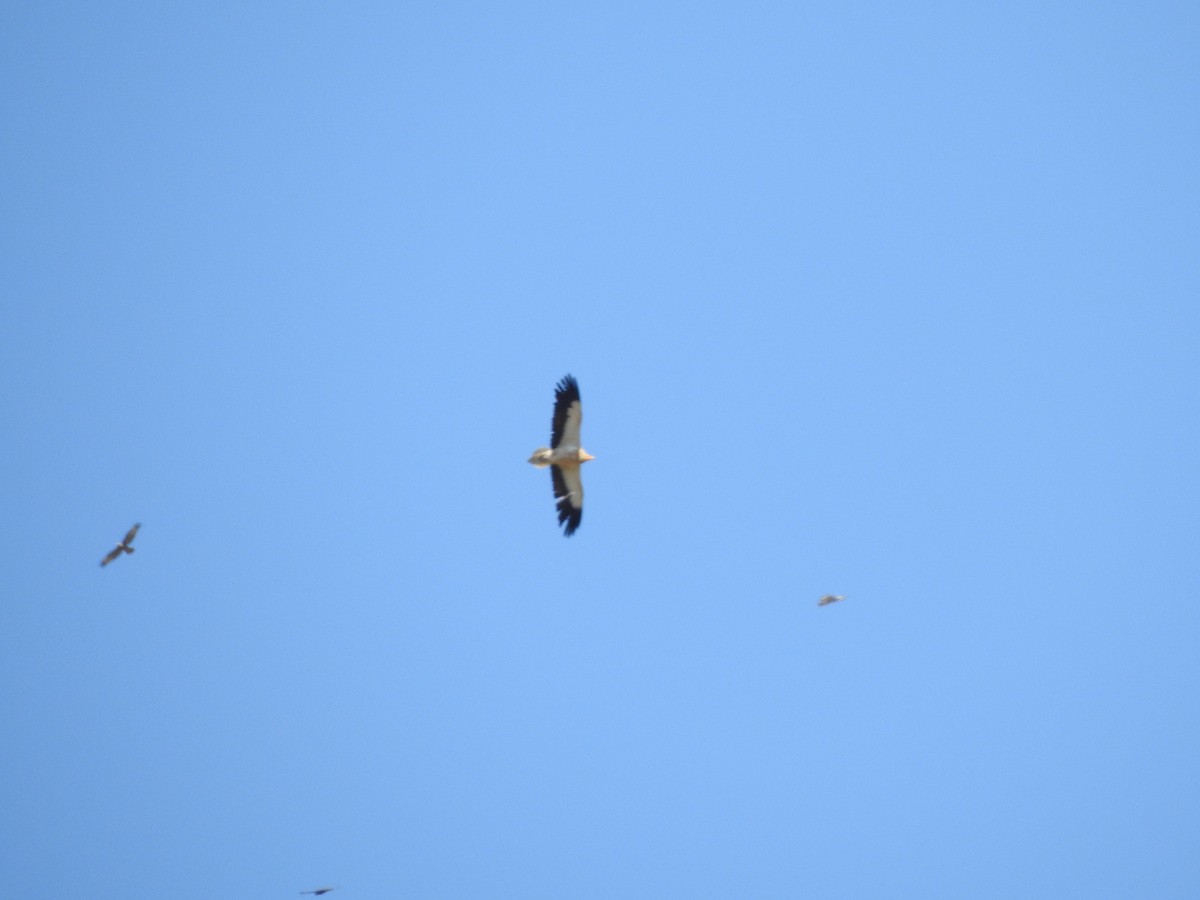 Egyptian Vulture - ML642761213