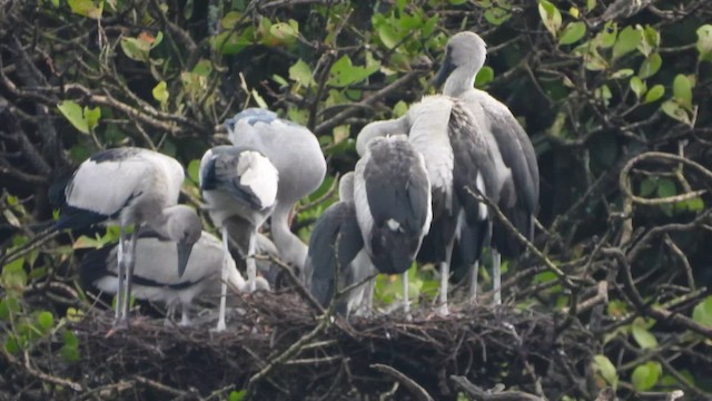 Asian Openbill - ML642761223