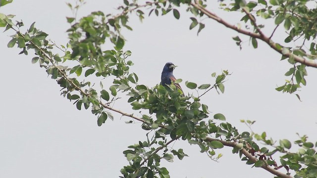 Blue Grosbeak - ML642761237