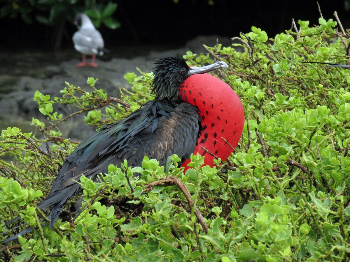 Great Frigatebird - ML642761240